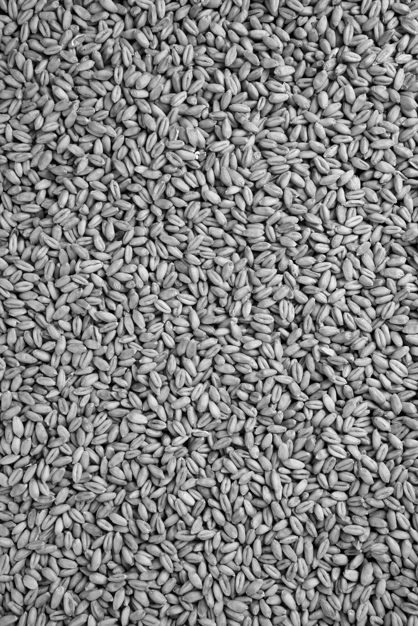 Wheat berries background.